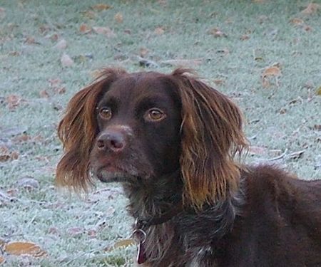 Kleiner Münsterländer Hunde Foto 29355 in höherer Auflösung ansehen Kleiner Münsterländer Lucky