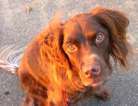 Kleiner Münsterländer Hunde Foto 35950 in höherer Auflösung ansehen Kleiner Münsterländer Lucky in Morgensonne