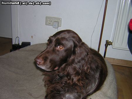 Kleiner Münsterländer Hunde Foto 7825 Kleiner Münsterländer Aristide von Westfalen