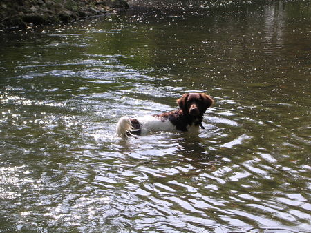 Kleiner Münsterländer Hunde Foto 30048 in höherer Auflösung ansehen Kleiner Münsterländer