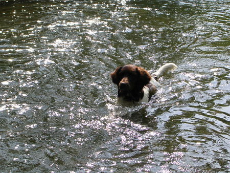 Kleiner Münsterländer Hunde Foto 30047 in höherer Auflösung ansehen Kleiner Münsterländer