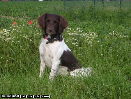 Kleiner Münsterländer In Dänemark