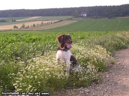 Kleiner Münsterländer Hunde Foto 17213 in höherer Auflösung ansehen Kleiner Münsterländer Disca aus Oelber a.w.W.