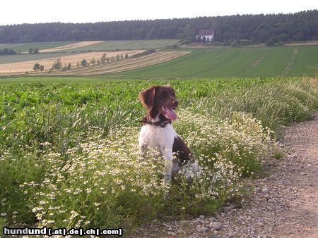 Kleiner Münsterländer Disca aus Oelber a.w.W.