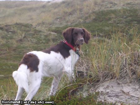 Kleiner Münsterländer Hunde Foto 17211 in höherer Auflösung ansehen Kleiner Münsterländer In Dänemark