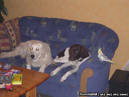 Kleiner Münsterländer Hunde Foto 21428 in höherer Auflösung ansehen Kleiner Münsterländer Kuscheln?