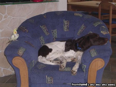 Kleiner Münsterländer Hunde Foto 21425 in höherer Auflösung ansehen Kleiner Münsterländer nein, ich will nicht spielen
