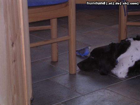 Kleiner Münsterländer Hunde Foto 21427 in höherer Auflösung ansehen Kleiner Münsterländer Kuscheln?