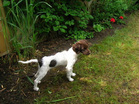 Kleiner Münsterländer Hunde Foto 32076 in höherer Auflösung ansehen Kleiner Münsterländer Na, wenn das keine Jagdhundmanier ist.