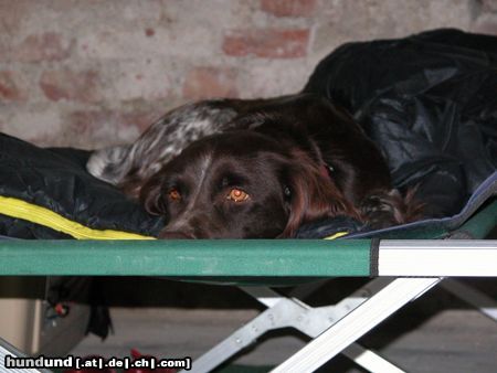 Kleiner Münsterländer Hunde Foto 7149 Kleiner Münsterländer Gioia