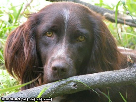 Kleiner Münsterländer Hunde Foto 7146 Kleiner Münsterländer Gioia