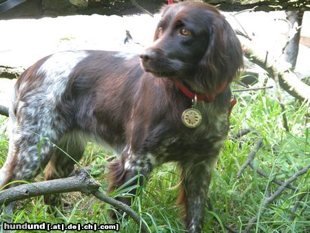 Kleiner Münsterländer Hunde Foto 7147 Kleiner Münsterländer Gioia