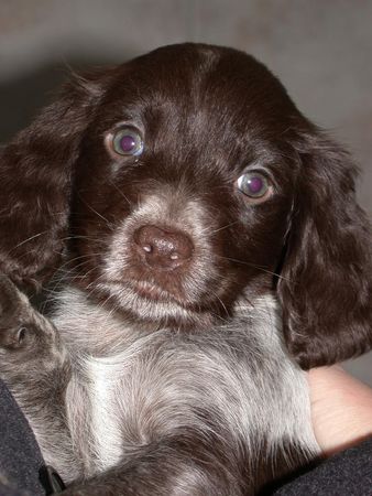 Kleiner Münsterländer Hunde Foto 1810 Kleiner Münsterländer Choice vom Tannzapfenland - 7 Wochen alt