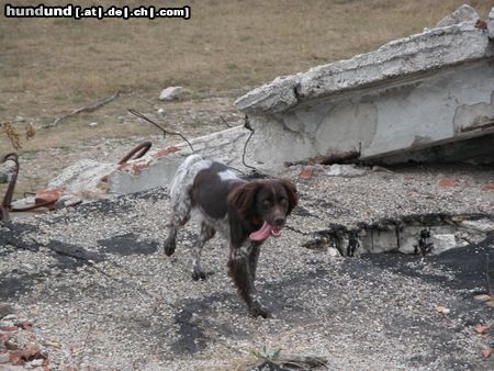 Kleiner Münsterländer Hunde Foto 7154 Kleiner Münsterländer Rettungshund Gioia