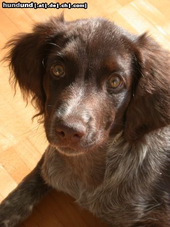 Kleiner Münsterländer Hunde Foto 2711 Kleiner Münsterländer Choice mit 15 Wochen