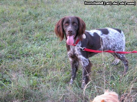 Kleiner Münsterländer Hunde Foto 7151 Kleiner Münsterländer Gioia