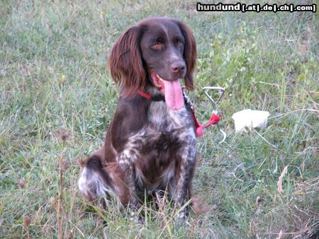 Kleiner Münsterländer Hunde Foto 7150 Kleiner Münsterländer Gioia