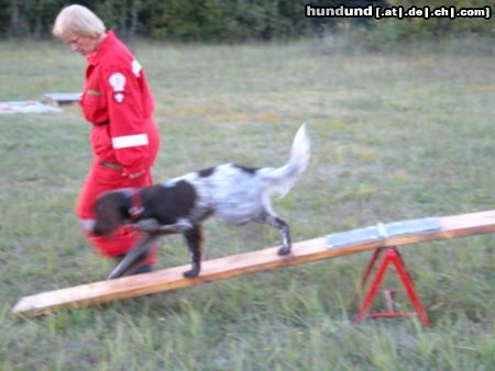 Kleiner Münsterländer Hunde Foto 7152 Kleiner Münsterländer Gioia Wippe