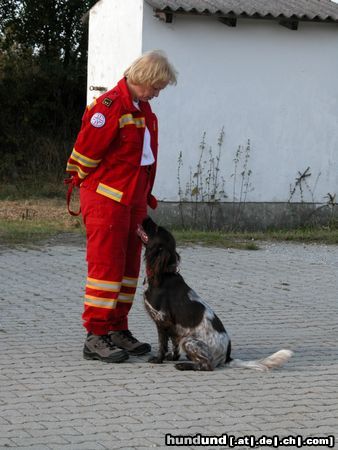 Kleiner Münsterländer Hunde Foto 7155 Kleiner Münsterländer Gioia hier!
