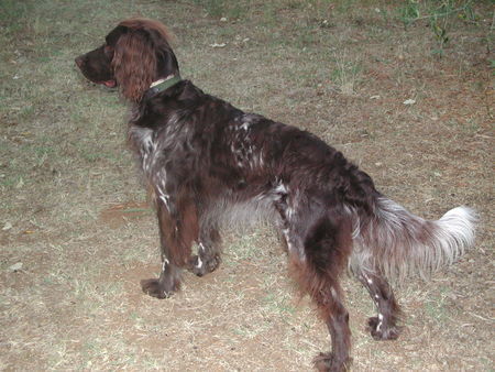 Kleiner Münsterländer Hunde Foto 36006 in höherer Auflösung ansehen Kleiner Münsterländer Lieber Herr Bertram wir wüschen ihnen frohe Weihnachten und übersenden ihnen ein bild von Sonny den wir vor 3 Jahren bei ihnen kauften,(Liebevoll und ein treuer wegbegleiter)