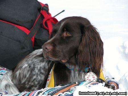 Kleiner Münsterländer Hunde Foto 9407 Kleiner Münsterländer Gioia am Lawinenkurs