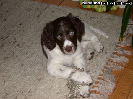 Kleiner Münsterländer Hunde Foto 20060 in höherer Auflösung ansehen Kleiner Münsterländer Jabbo und sein Lieblingstau.