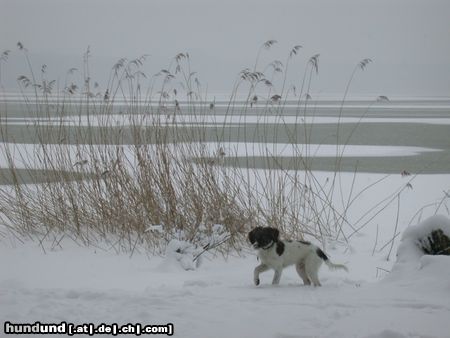 Kleiner Münsterländer Hunde Foto 20061 in höherer Auflösung ansehen Kleiner Münsterländer Jabbos erster Schnee.