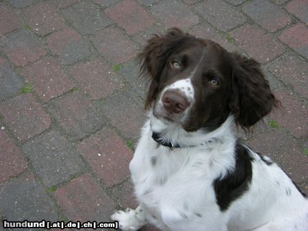 Kleiner Münsterländer Hunde Foto 20156 in höherer Auflösung ansehen Kleiner Münsterländer Klein-Jabbo ist immer neugierig.