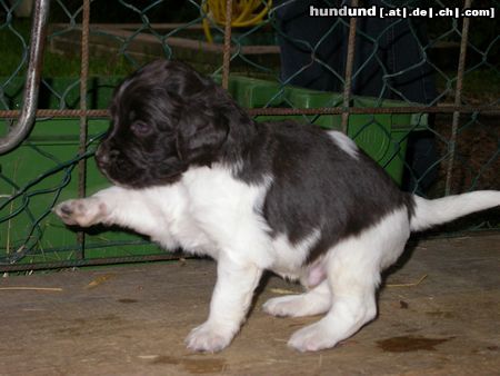 Kleiner Münsterländer Hunde Foto 22237 in höherer Auflösung ansehen Kleiner Münsterländer Zirkusreif - Smirre, 2-3 Wochen
