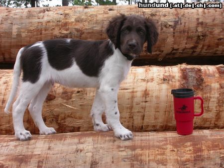 Kleiner Münsterländer Hunde Foto 22238 in höherer Auflösung ansehen Kleiner Münsterländer Modelmaße hatte Smirre schon mit 10 Wochen...