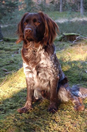 Kleiner Münsterländer Hunde Foto 41113 in höherer Auflösung ansehen Kleiner Münsterländer KLM,Jagdhund 2,5 Jahre alt