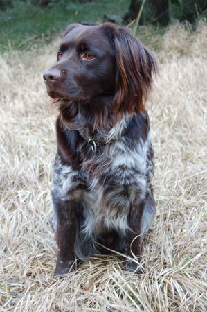 Kleiner Münsterländer Hunde Foto 41112 in höherer Auflösung ansehen Kleiner Münsterländer KLM,Jagdhund