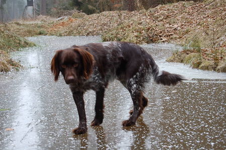 Kleiner Münsterländer Hunde Foto 41116 in höherer Auflösung ansehen Kleiner Münsterländer Alter 2 1/2 Jahre ,Dasso aufs Glatteis geführt