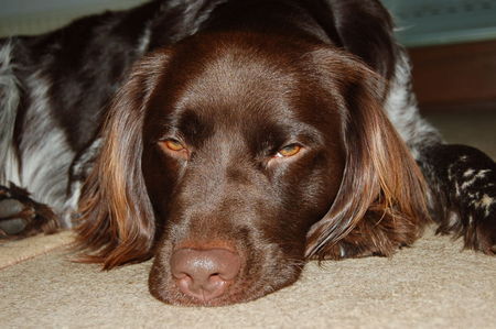 Kleiner Münsterländer Hunde Foto 41237 in höherer Auflösung ansehen Kleiner Münsterländer ich bin doch der schönste