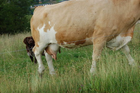 Kleiner Münsterländer Hunde Foto 41120 in höherer Auflösung ansehen Kleiner Münsterländer Alter 2 1/2 Jahre ,Dasso,ich hab keine Angst vor der Kuh
