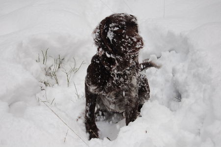 Kleiner Münsterländer Hunde Foto 41238 in höherer Auflösung ansehen Kleiner Münsterländer ich habe mich mit Schnee getarnt,alter 14 Monate