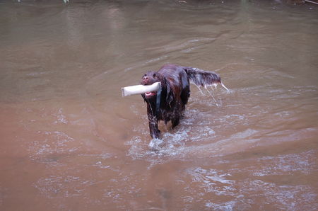 Kleiner Münsterländer Hunde Foto 41239 Kleiner Münsterländer ich hab den Daummy geholt ,alter 14 Monate