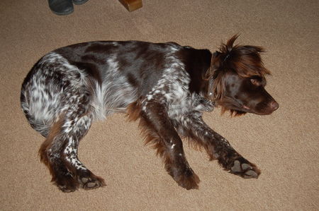 Kleiner Münsterländer Hunde Foto 41117 Kleiner Münsterländer Alter 2 1/2 Jahre ,Dasso müder Krieger
