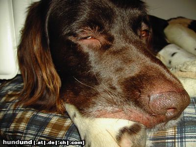 Kleiner Münsterländer Hunde Foto 17351 in höherer Auflösung ansehen Kleiner Münsterländer Is wat?