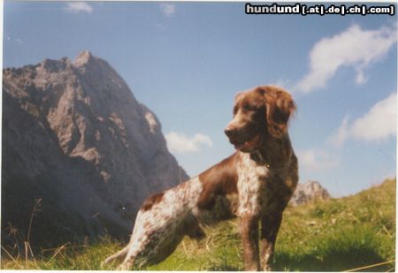 Kleiner Münsterländer Hunde Foto 7425 Kleiner Münsterländer Django auf der Krapfenkarspitze (Karwendel)