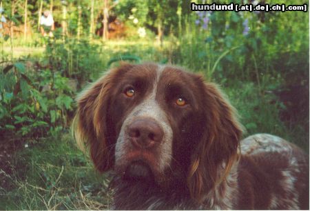 Kleiner Münsterländer Hunde Foto 7427 Kleiner Münsterländer ...und hier Django´s (1 1/2 Jahre) treuer Hundeblick