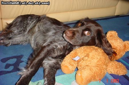 Kleiner Münsterländer Hunde Foto 11934 Kleiner Münsterländer Yske heeft eindelijk rust