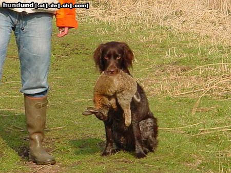 Kleiner Münsterländer Hunde Foto 11932 Kleiner Münsterländer Yske op jacht