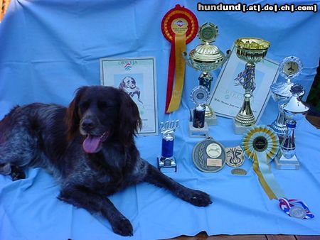 Kleiner Münsterländer Hunde Foto 11929 Kleiner Münsterländer Yske Kampioen