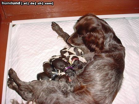 Kleiner Münsterländer Hunde Foto 13320 Kleiner Münsterländer welpen 1 tag alt