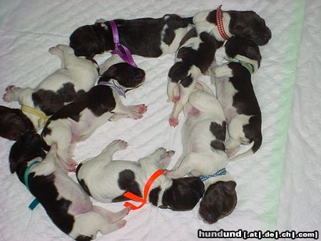 Kleiner Münsterländer Hunde Foto 13458 Kleiner Münsterländer 5 reutjes en 3 teefjes