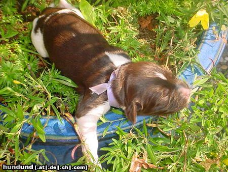 Kleiner Münsterländer Hunde Foto 13459 Kleiner Münsterländer in de plantenbak 3 dagen oud