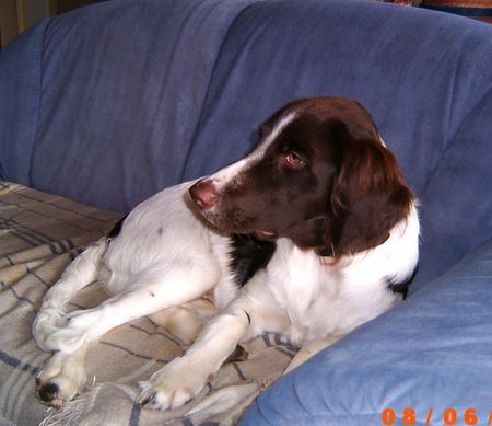 Kleiner Münsterländer Hunde Foto 33825 Kleiner Münsterländer Eiko im Alter von 5 Monaten