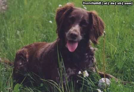 Kleiner Münsterländer Hunde Foto 7358 Kleiner Münsterländer Eysha von der Siegwiese