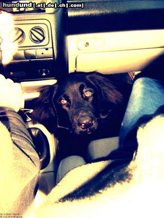 Kleiner Münsterländer Hunde Foto 15664 Kleiner Münsterländer louie - 9 monate- beim autofahren